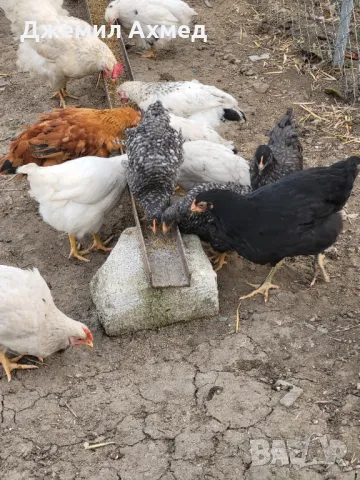 Гъски пилета ярки носачки, снимка 5 - Патици и гъски - 49831800