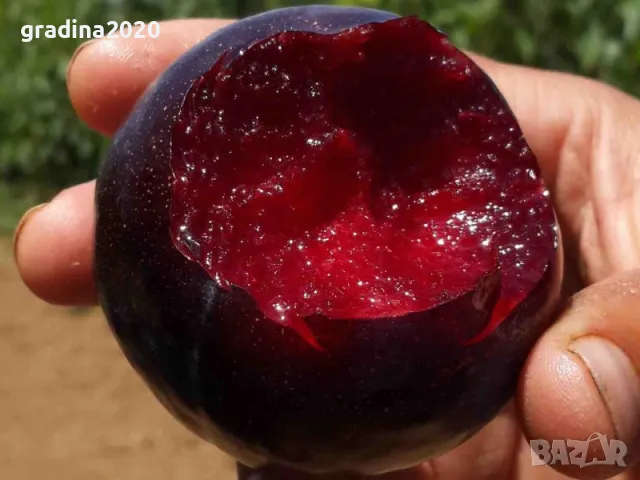 Слива Черен Сплендор - BLACK SPLENDOR