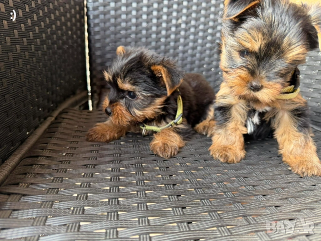 Йоркширски териери Актуално от 5.12.2025, снимка 8 - Йоркширски териер - 52558885