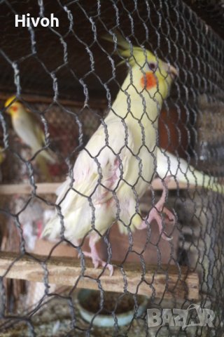 Продавам папагал мъжка корела, снимка 5 - Папагали - 42791212