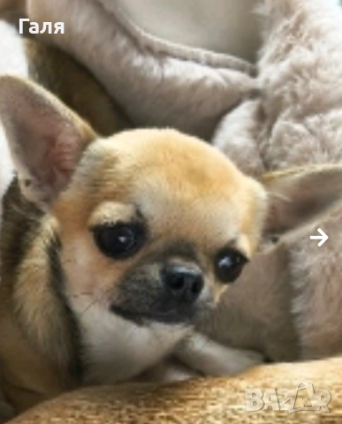 чихуахуа мини 