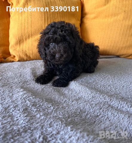 Шоколадово мини пуделче, снимка 4 - Пудели - 53269475