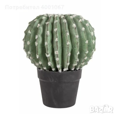 овален кактус в саксийка