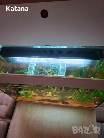 Аквариум СПЕШНО!!!, снимка 2 - Аквариуми - 52570900