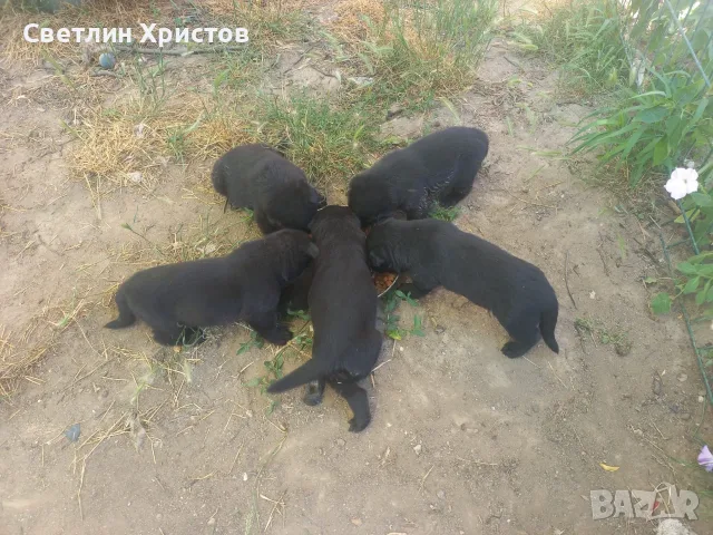немски овчарки на 2 месеца, снимка 13 - Немска овчарка - 55872865
