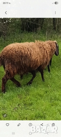 Миналогодишен скопен коч 