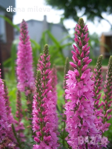 Розова Вероника, Veronica spicata ‘Anniversary Rose’, снимка 4 - Градински цветя и растения - 54139863