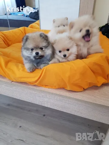 Померан померани померанчета Гр. София , снимка 3 - Померан - 49137702