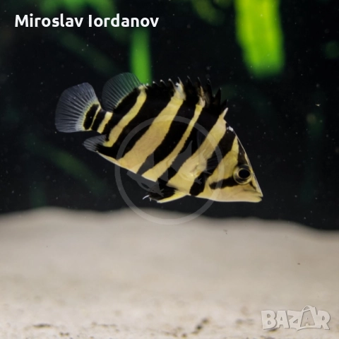 Тигрова риба-Datnioides microlepis