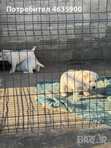 Момиче на 50 дни , снимка 7 - Алабай - 54113727