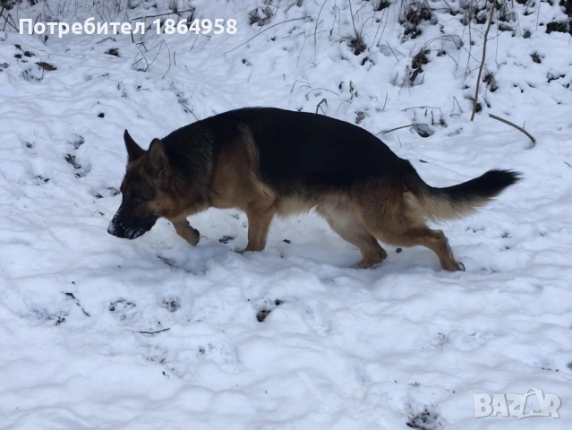 Немски Овчарски Кучета Доставка , снимка 8 - Немска овчарка - 52923067