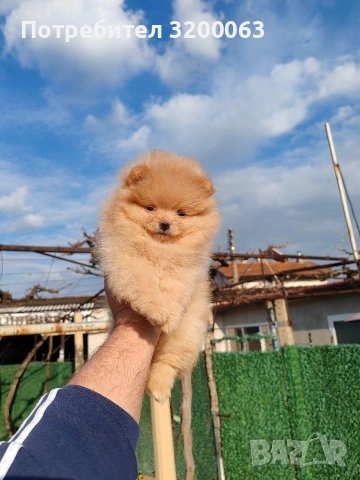Померан мъжки и женски , снимка 6 - Померан - 53950897