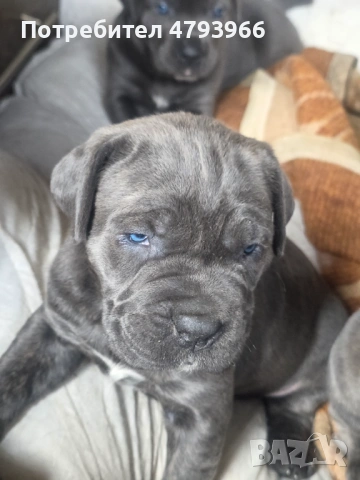 Продажба на чистокръвни кучета Кане Корсо, снимка 8 - Кане корсо - 54166371