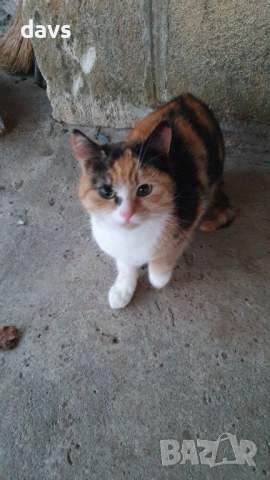 Дом за млади котета - остават сами на произвола на съдбата, снимка 7 - Други - 53050188