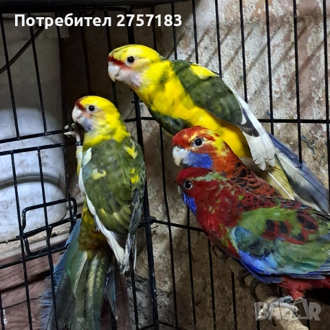 продавам пентова разела и страка , снимка 3 - Папагали - 53908375