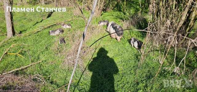 виетнамски прасенца прасета, снимка 3 - Плюшени играчки - 52948683