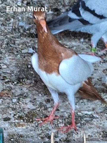 gılıbi, снимка 11 - Гълъби - 51081727