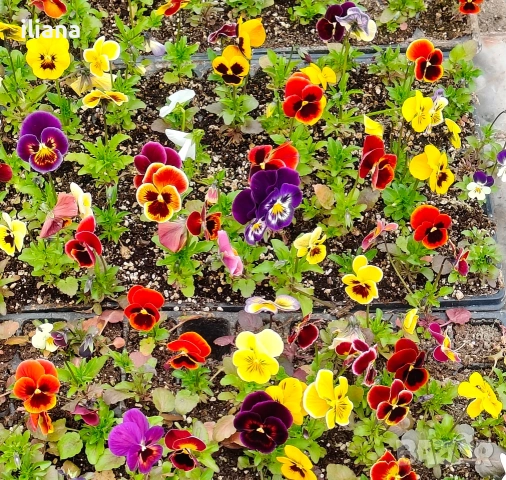 Продавам теменужки