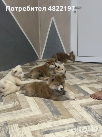 продавам Акита ину , снимка 5 - Акита ину - 55743458