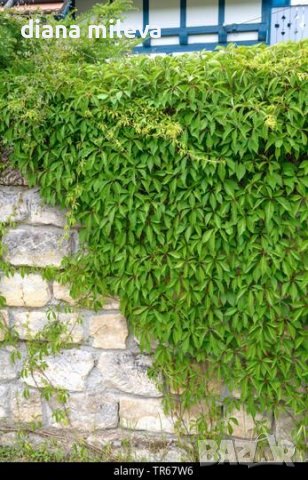 Дива лоза (Parthenocissus quinquefolia), снимка 5 - Градински цветя и растения - 42614057