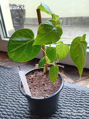 Тамарило - Solanum betaceum