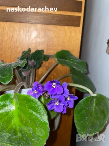 Теменужка, теменужки, сенполия синя, син цвят, снимка 4 - Стайни растения - 48091843