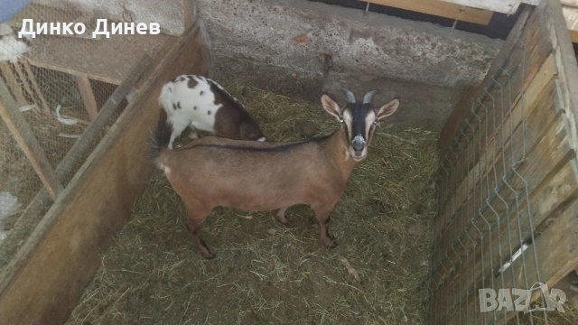 Мини холандски козлета ,кози ,яре 