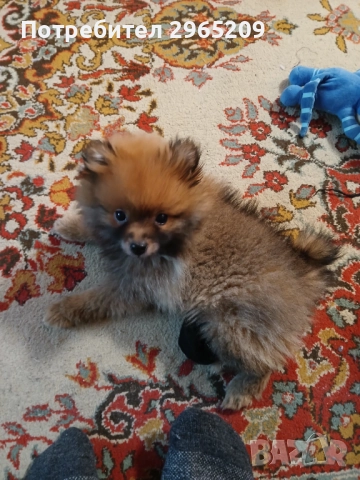 Померан, снимка 3 - Померан - 52569924