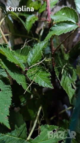 Анамска пръчка , снимка 2 - Други - 51379934