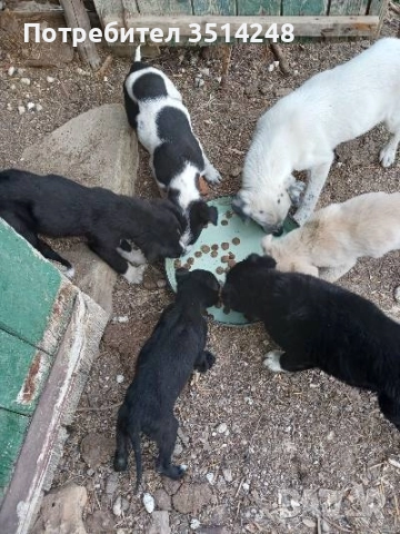 Бордър коли