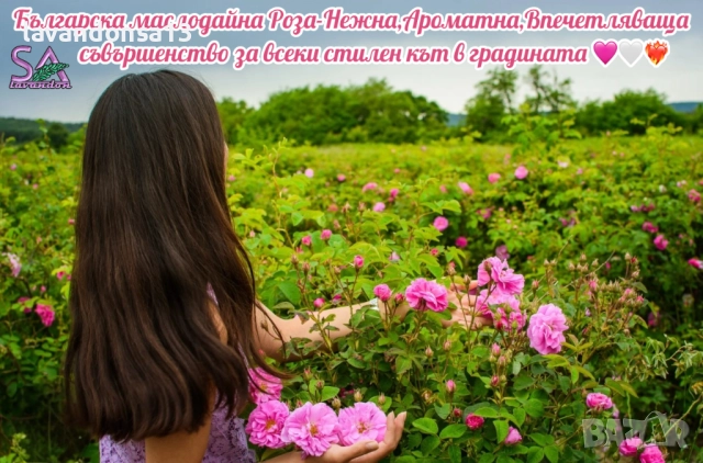 💟Лавандула🇧🇬Маслодайни Рози💞, снимка 4 - Разсади - 30787134
