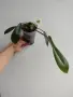Филодендрон, philodendron Joepii, снимка 1