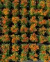 Coreopsis SunKiss (Кореопсис слънчева целувка), снимка 4