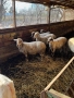 Продавам овце, снимка 2