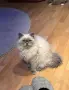 Мъжки котарак за Разплод, снимка 3