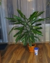 Драцена Фрагранс, снимка 1