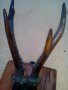 Рога с череп от дивеч, снимка 2
