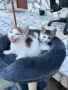 Подарявам малки котенца, снимка 2