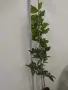 ДРЪВЧЕ МАНДАРИНА КЛЕМЕНТИНА , снимка 2