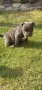 Топ Американско були покет American bully , снимка 7