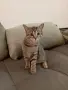Коте Алис на 4 месеца си търси дом, снимка 2