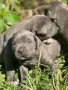 Продавам Кане Корсо , снимка 3