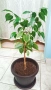 бял Бенджамин, Бегония , Хлорофитум , снимка 9