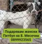 Подарявам женски Питбул на,8.Месеца, снимка 1