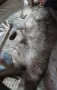 Сив Таби котарак търси дом, снимка 6