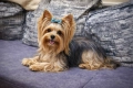 Йоркширски териер момче, снимка 5