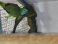 продавам папагали , снимка 7