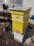 Пчелни семейства и кошери, снимка 1 - Други животни - 44512153