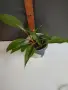Хлорофитум Оранж Грин расад/Chlorophytum Orange Grimm, снимка 3