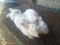Зайци домашни различни видове, снимка 3